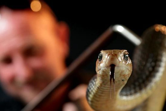 'Severe increase' in pests following Queensland's flood disaster as snake, rat callouts rise