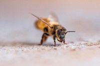 Brisbane researchers discover bees can be left or right-handed