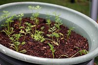 Vegetables and herbs you can easily grow without a garden