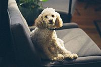 Which pets are the best for renters?