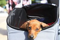 Hundreds call for pets to be let on Brisbane buses, trains and ferries