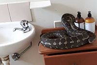 Gorged python chills in Brisbane family's bathroom