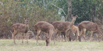 Deer population wreaking havoc in Brisbane's southwest
