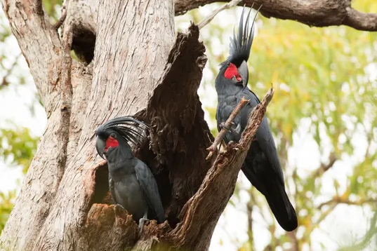 The palm cockatoo should be Brisbane Olympics mascot – imagine a stadium full of big crested hats and drumming on seats